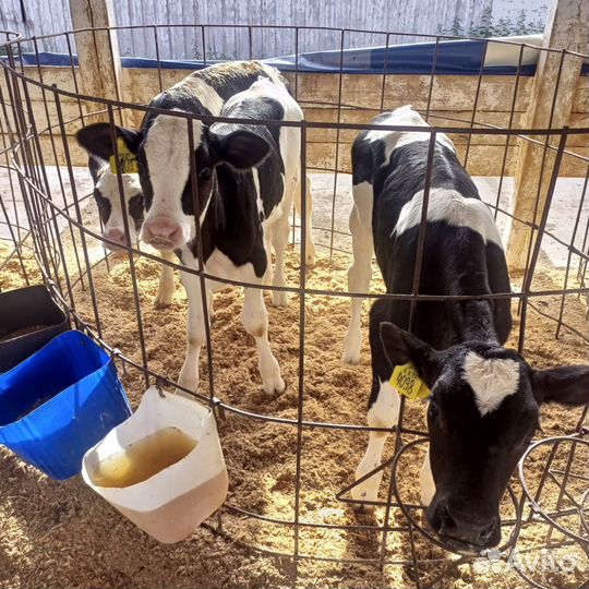 Бычки и телочки