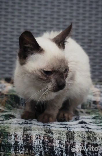 Котята в собачьем приюте