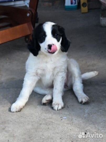 Щенок в добрые руки бесплатно