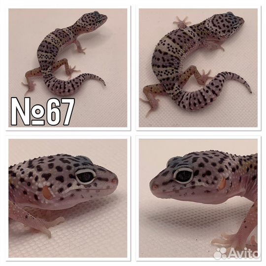 Геккон эублефар