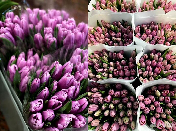 Тюльпаны оптом