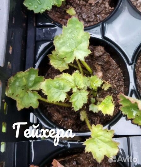 Садовые растения