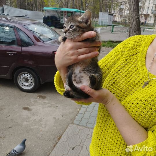 Европейская