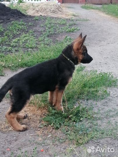 Собака немецкая овчарка