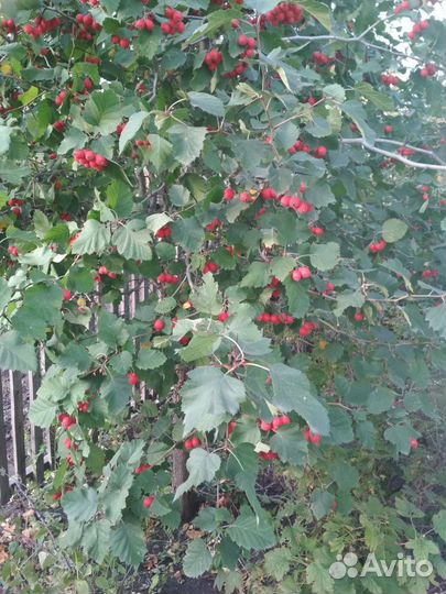 Боярышник Арнольда, ягоды