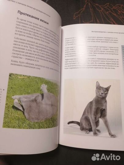 Книга для заводчиков кошек