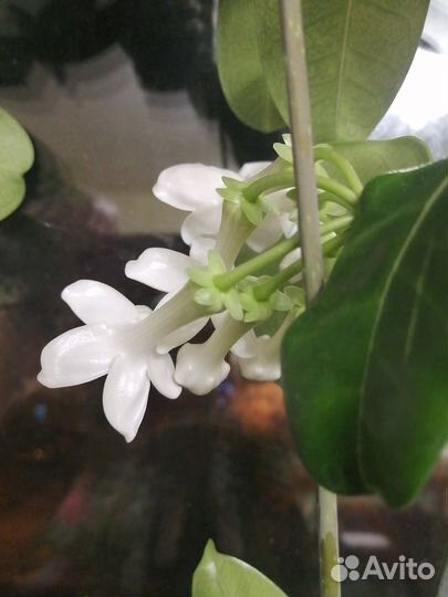 Стефанотис