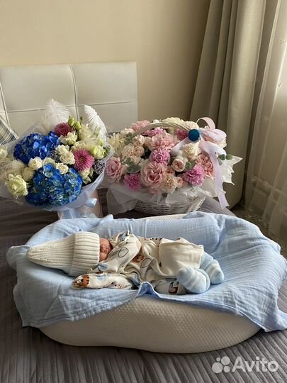 Кокон зевушка