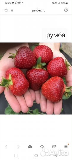 Рассада клубники