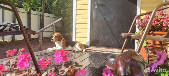 Кобель Бигль триколор