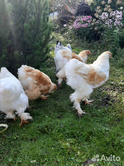 Куры Брама Лимон