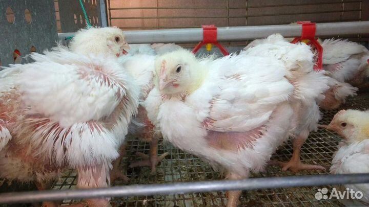 Мясо бройлера