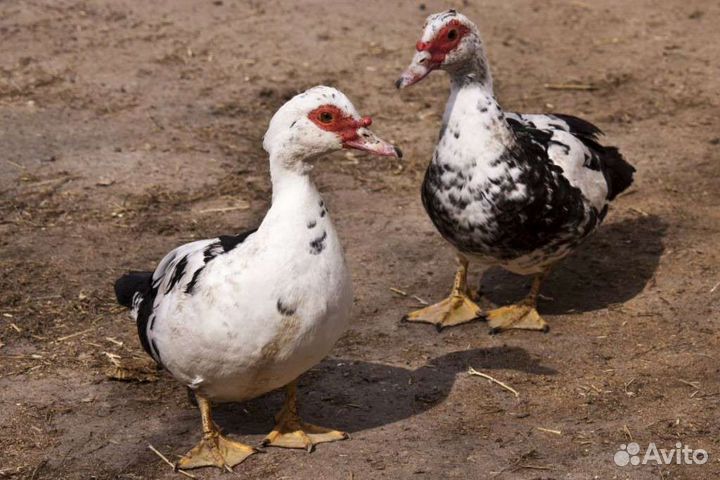 Мускусные Индоутки