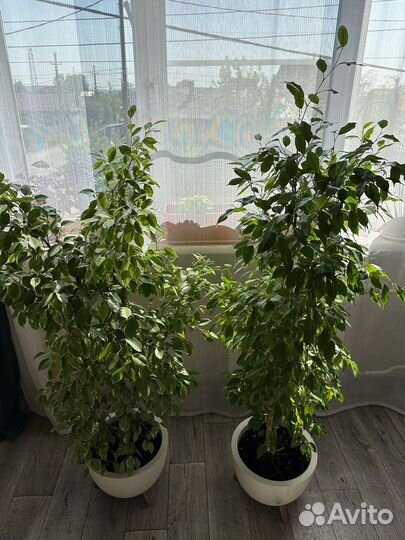 Фикус бенджамина