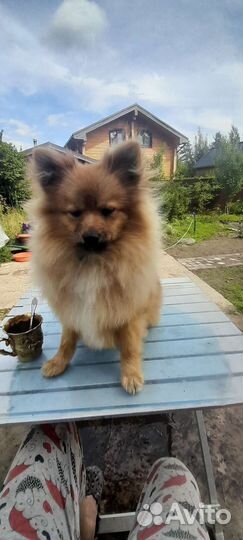 Два проказника - братик и сестричка