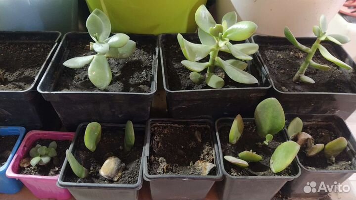 Каланхоэ, дерево счастья, молочай