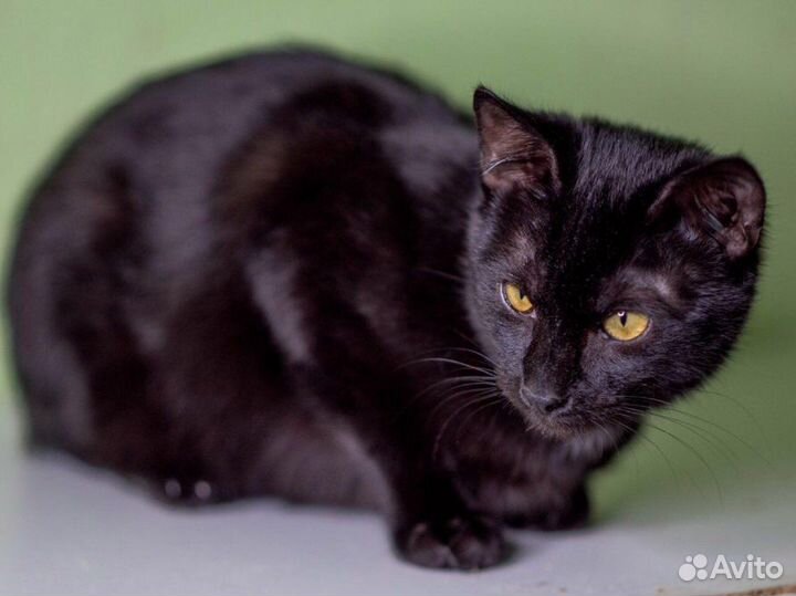 Котик в добрые руки