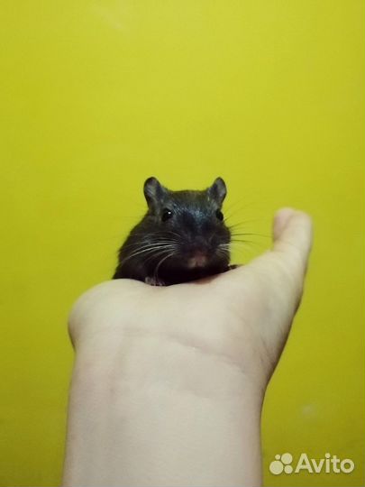 Монгольские песчанки