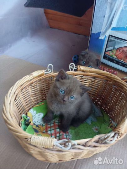 Шотландские вислоухие котята