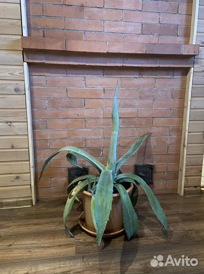 Американская Агава