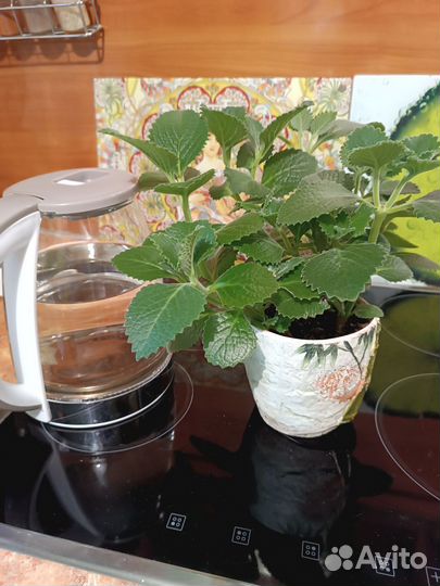 Комнатная мята