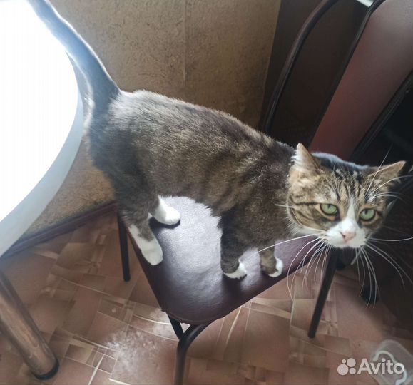 Котик Василий