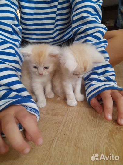 Котята