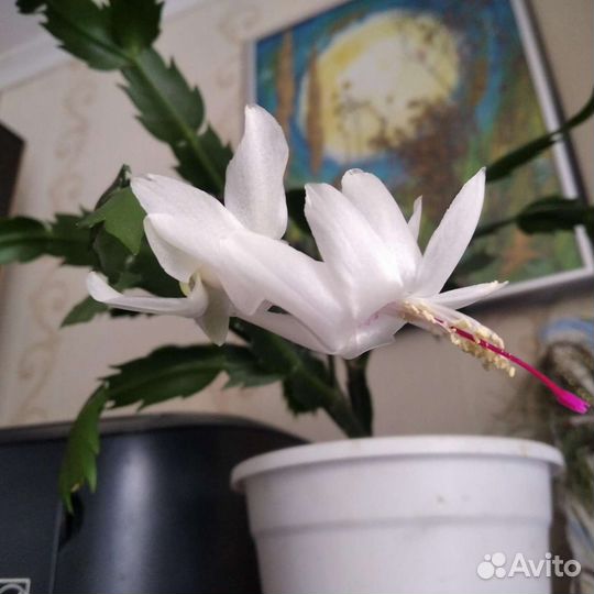 Декабрист шлюмбергера