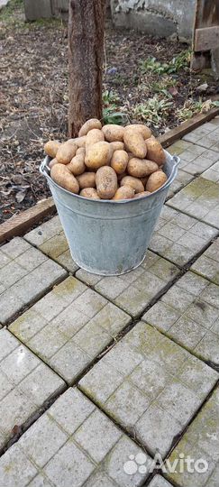 Семенной картофель гала