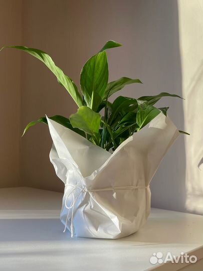 Спатифиллум, комнатное растение