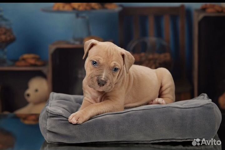 Щенки прайтера