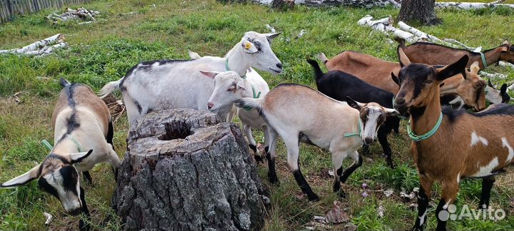Козы дойные, козочки под покрытие
