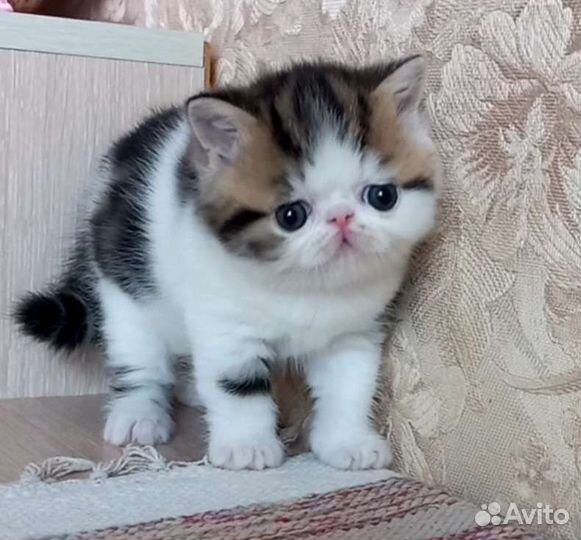 Экзоты и персы