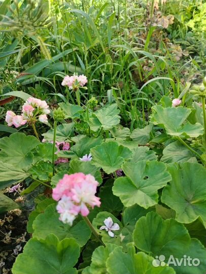 Пеларгония герань