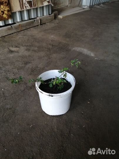 Саженцы ежемалины