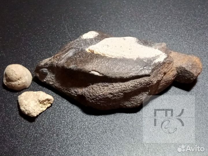 Окаменелости