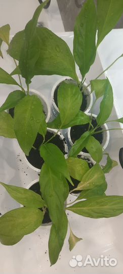 Спатифиллум