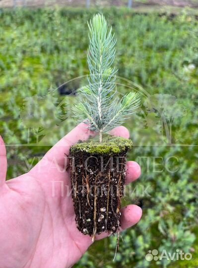 Сеянцы на лесовосстановление Ель Голубая зкс