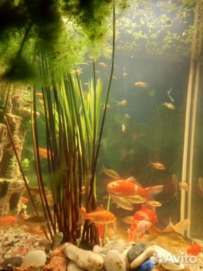 Золотые рыбки каметы