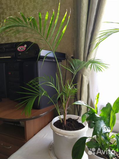 Женское счастье, пальма, денежное дерево