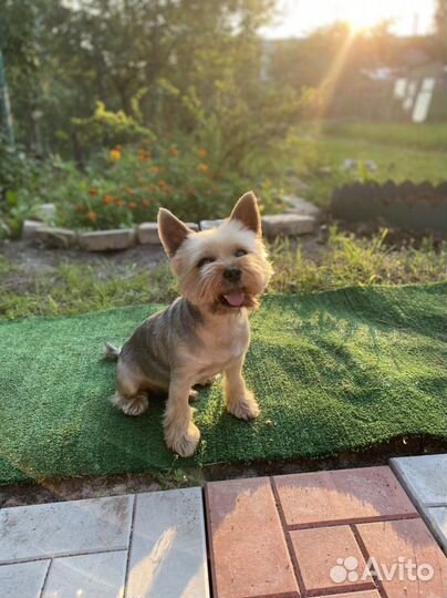 Йоркширский терьер вязка мальчик