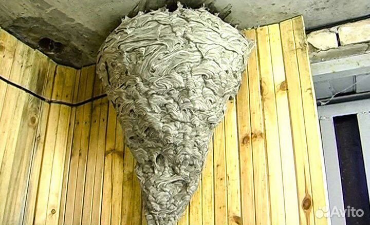 Уничтожение ос