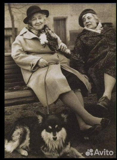 Собака в добрые руки