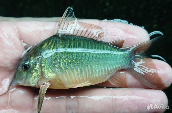 Севилии, Коридорасы, брохисы, золотые рыбки