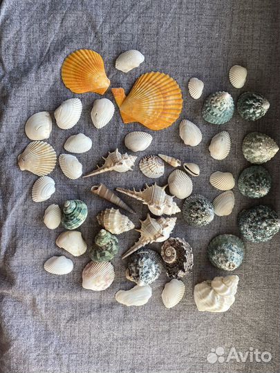 Ракушки для поделок/ ракушки для аквариума