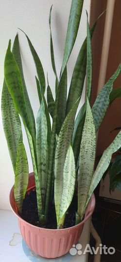 Сансевиерия.Тещин язык