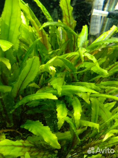 Аквариумная Бакопа монье, криптокорина