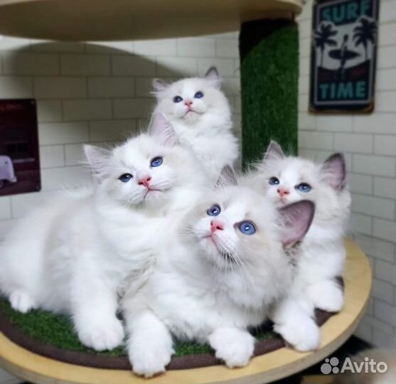 Кошки Рэгдолл