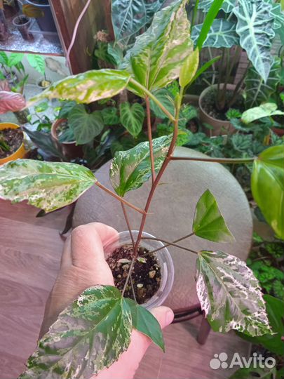 Комнатные цветы