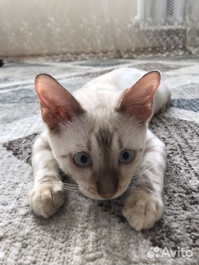 Бенгальский кот